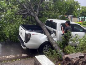 Chuyên gia bảo hiểm: 'Ô tô bị cây đổ đè bẹp sẽ được nhận bồi thường'