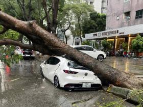 Chuyên gia bảo hiểm: 'Ô tô bị cây đổ đè bẹp sẽ được nhận bồi thường'