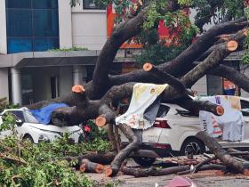 Chuyên gia bảo hiểm: 'Ô tô bị cây đổ đè bẹp sẽ được nhận bồi thường'