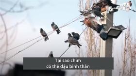 Lý do chim đậu trên dây điện không bị giật 