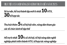 Nhiều mô hình HTX ở Bình Thuận do nông dân làm giám đốc có thu nhập tiền tỷ