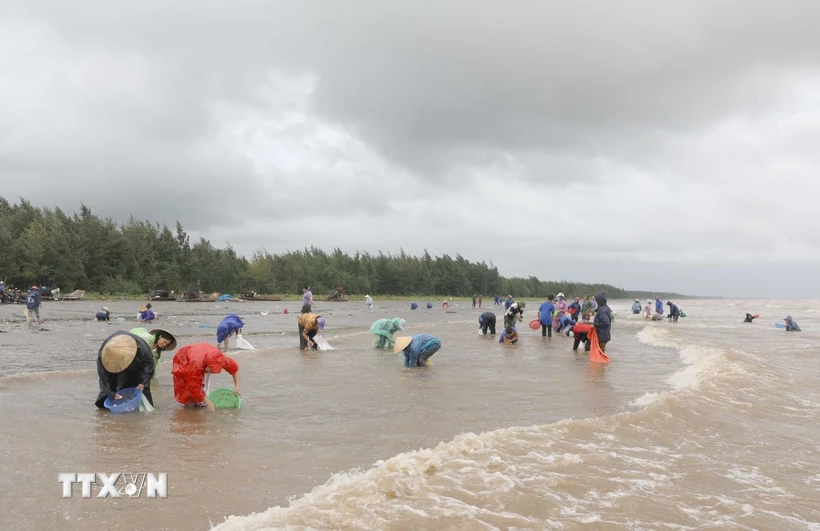  Nghệ An: Hàng tấn ngao, vạng giấy, sò biển dạt trắng bãi biển Diễn Châu 