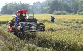 Lục Yên khẩn trương thu mùa, dành đất làm đông 