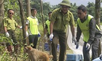  Hành trình 10 năm cứu hộ hàng nghìn động vật hoang dã 