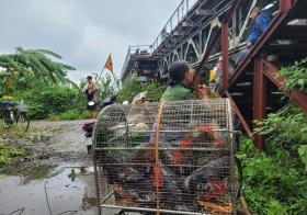 Nước sông Hồng lên cao, người dân bãi giữa xót xa ngâm mình trục vớt từng con gà, buồng chuối  第8张