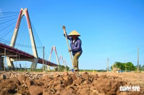 Mầm xanh trở lại làng hoa đào Phú Thượng ở Hà Nội sau mưa lũ